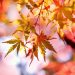 autumn fall maple