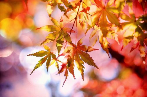 autumn fall maple